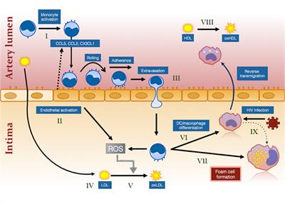 How Monocytes Contribute to Increased Risk of Atherosclerosis in Virologically-Suppressed HIV-Positive Individuals Receiving Combination Antiretroviral Therapy